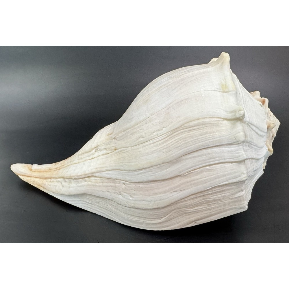 Large Natural Lightning Whelk Sea Shell 10.5" Coastal Beach Nautical Ocean Decor - Picture 5 of 12